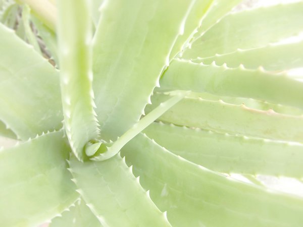 Quels sont les avantages de l'utilisation quotidienne de l'aloe vera pour une peau hydratée?